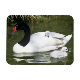 Íman Cisne de pescoço preto adulto e filhotes na água.