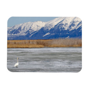 Íman Cisne e neve