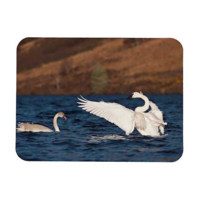 Íman Cisne Flapping (Horizontal)