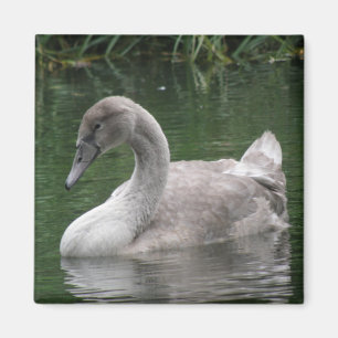 Íman Cisne Gracioso no Magneta Água