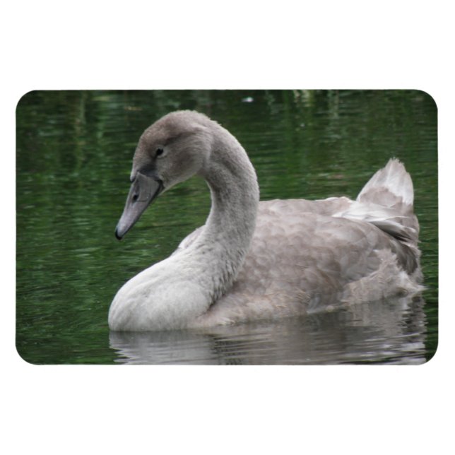 Íman Cisne Gracioso no Magnete de Prêmio Água (Horizontal)