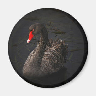 Íman Cisne negro