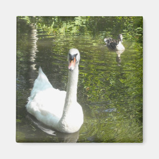 Íman Cisne no Lago