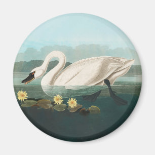 Íman cisnes brancas de pássaro de audubon do cisne