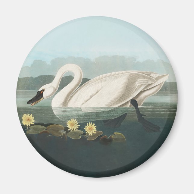 Íman cisnes brancas de pássaro de audubon do cisne (Frente)