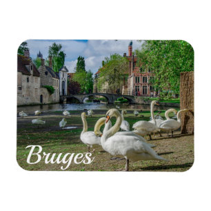 Íman Cisnes brancas no centro de Bruges