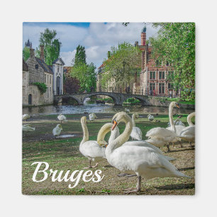 Íman Cisnes brancas no centro de Bruges