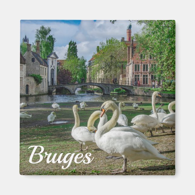 Íman Cisnes brancas no centro de Bruges (Frente)