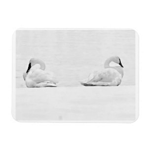 Íman Cisnes de Neve para o Calendário de 2026 da Nature