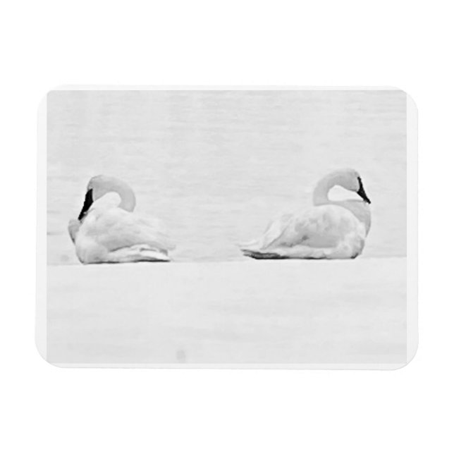 Íman Cisnes de Neve para o Calendário de 2026 da Nature (Horizontal)