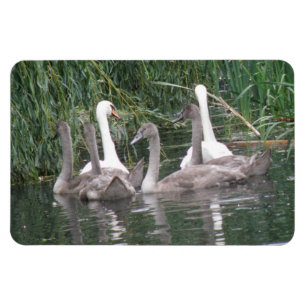 Íman Cisnes e Cygnets Premium Magnet