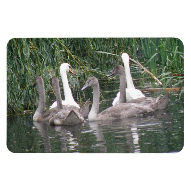 Íman Cisnes e Cygnets Premium Magnet (Horizontal)