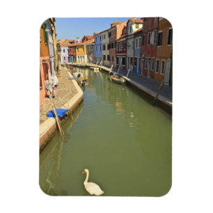 Íman Cisnes em canal, Burano Island, Veneza, Itália