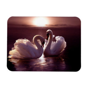 Íman Cisnes Loving que formam um coração