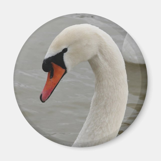 Íman Cisnes no lago (Frente)