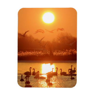Íman Cisnes no lago de Sunset