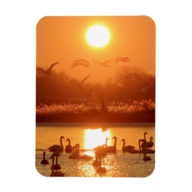 Íman Cisnes no lago de Sunset (Vertical)