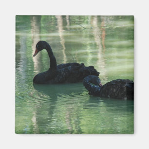 Íman cisnes pretas