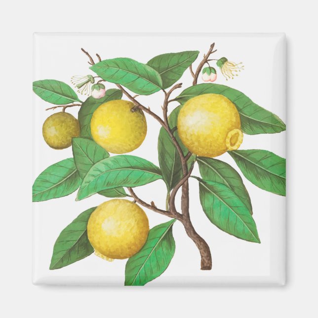 Íman Citrino (Frente)