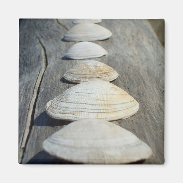 Íman Clam Shells Magnet (Frente)