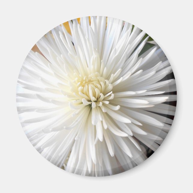 Íman Claricia (Frente)