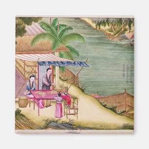 Íman Classificando os casulos