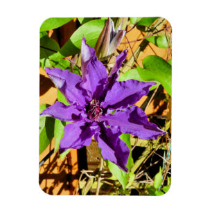 ÍMAN CLEMATITE