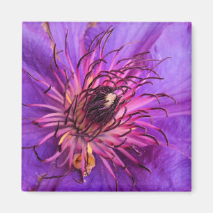 ÍMAN CLEMATITE
