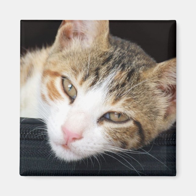 Íman Cleo Cat Magnet (Frente)