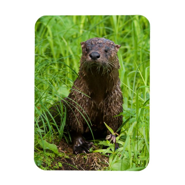 Íman Clever River Otter (Vertical)