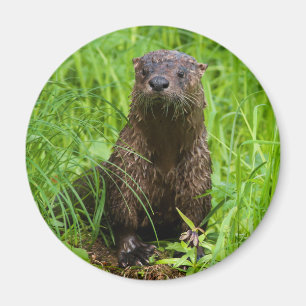 Íman Clever River Otter