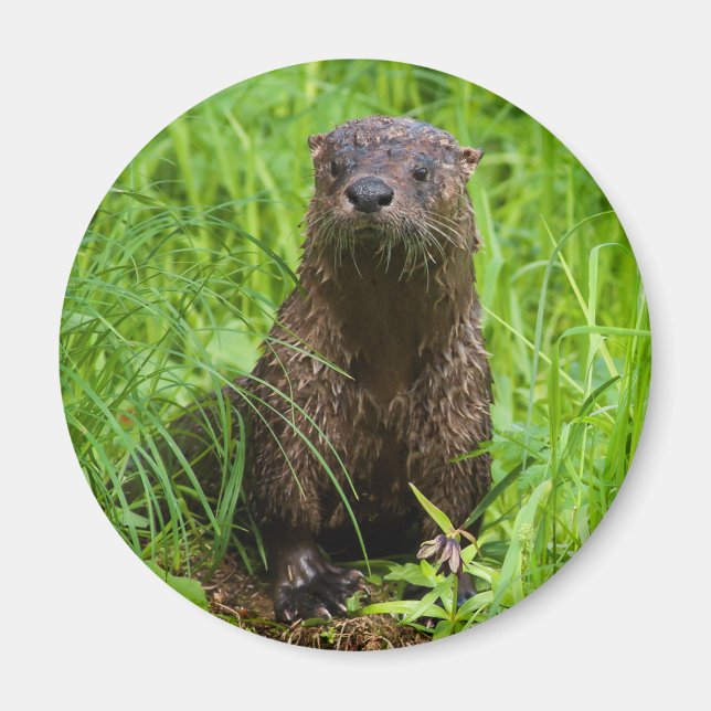 Íman Clever River Otter (Frente)