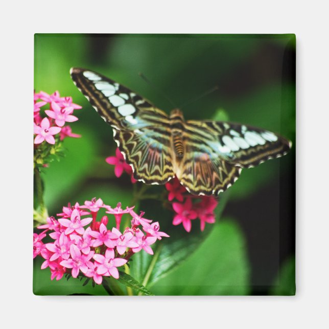 Íman Clipper em Pentas 1 Magnet (Frente)