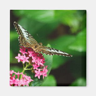 Íman Clipper em Pentas 2 Magnet