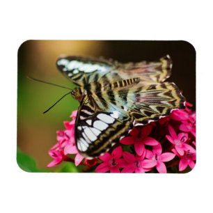 Íman Clipper em Pentas 3 Magnet Premium