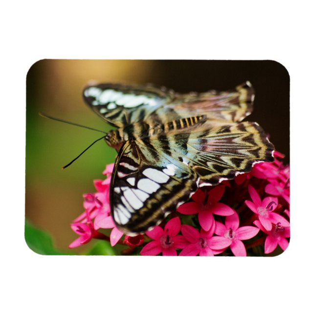 Íman Clipper em Pentas 3 Magnet Premium (Horizontal)