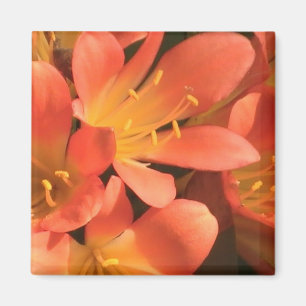 Íman Clivias Plant Magnet