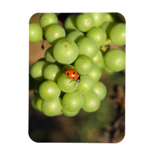 Íman Close de uma joaninha em uvas verdes Pinot Noir