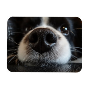 Íman Close up bonito do nariz de border collie