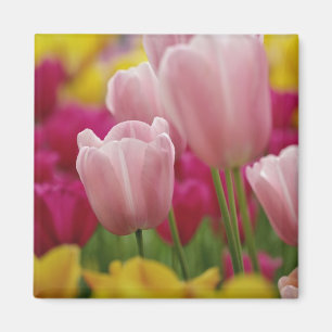 Íman Close-up da flor de tulipa, Jardins Kuekenhof,