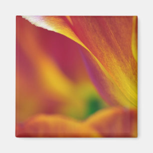 Íman Close-up da parte inferior da flor de tulipa, 4