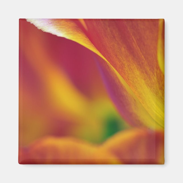 Íman Close-up da parte inferior da flor de tulipa, 4 (Frente)