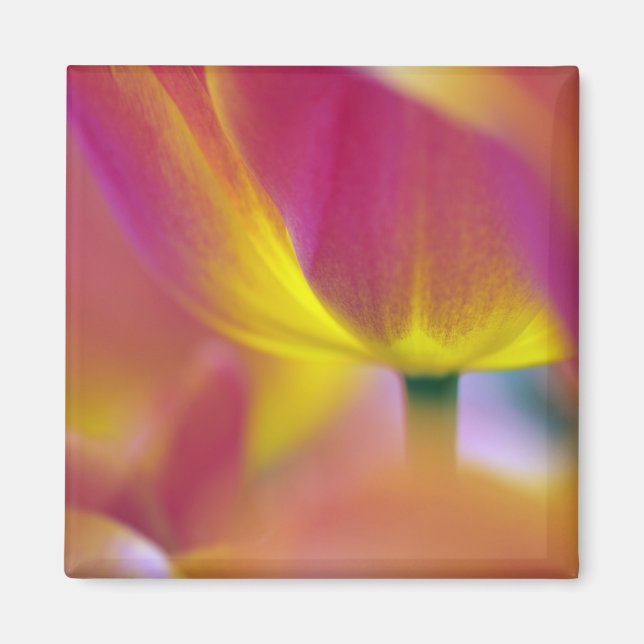 Íman Close-up da parte inferior da flor de tulipa, Kuek (Frente)
