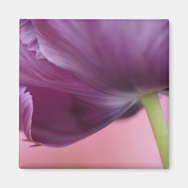 Íman Close-up da parte inferior da flor de tulipa, Kuek (Frente)