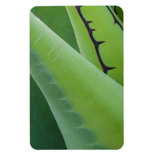 Íman Close Up De Agave