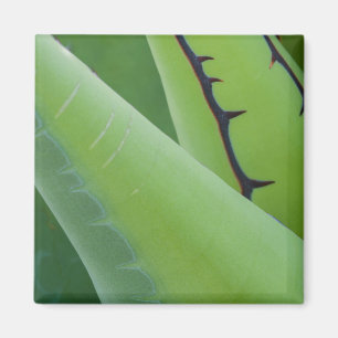 Íman Close Up de Agave