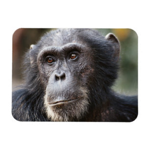 Íman Close-up de chimpanzé macho