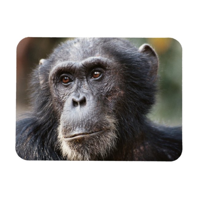 Íman Close-up de chimpanzé macho (Horizontal)