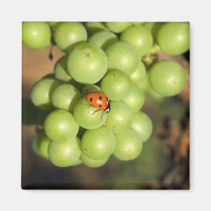 Íman Close-up de joaninha em uvas verdes Pinot Noir