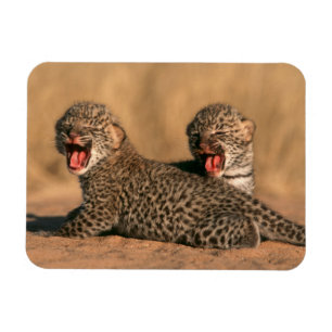 Íman Close-Up De Leopardo (Panthera Pardus) Recém-Nasci
